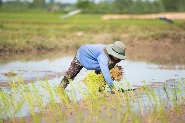 Agricultor Está Plantando Arroz Campos Arroz —  Fotos de Stock