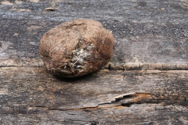 Eski bir halsiz patates. Önden görünüm.