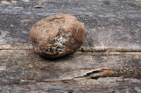 Eski bir halsiz patates. Önden görünüm.