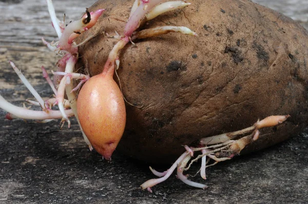 Filizlenmiş patates. Önden Görünüm.