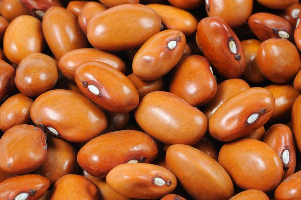 茶色の豆のクローズ アップ フロント ビュー — ストック写真