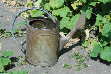 Güneşli bir yaz gününde bahçedeki çiçekleri sulamak için suyla dolu bir su bidonu. Su bitkileri.