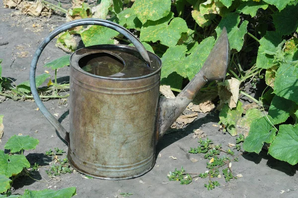 Güneşli bir yaz gününde bahçedeki çiçekleri sulamak için suyla dolu bir su bidonu. Su bitkileri.