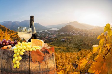 Beyaz şarap varil üzerinde ünlü üzüm bağıyla Wachau, Spitz, Avusturya ile