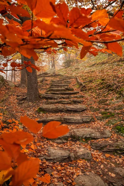 Prachtige Kleurrijke Herfst Bos Met Stenen Trap — Stockfoto