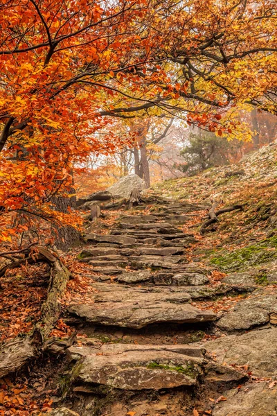 石の階段と驚くほどのカラフルな秋の森 — ストック写真
