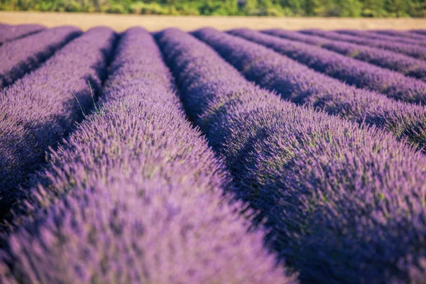 Lindo Campo Lavanda Pôr Sol Provence França — Fotografia de Stock