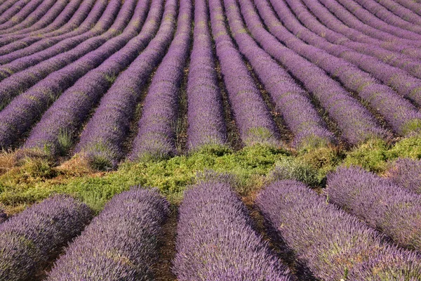 Beau Champ Lavande Coucher Soleil Provence France — Photo