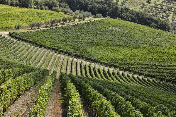 Vinhas Famosas Chianti Toscana Italia — Fotografia de Stock