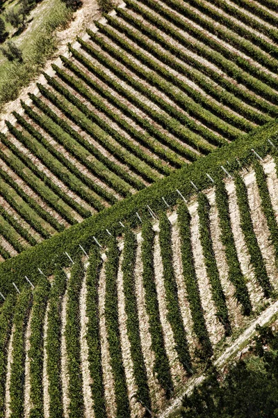 意大利托斯卡纳基安蒂著名葡萄园 — 图库照片