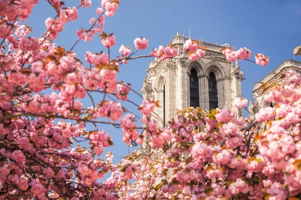 Paris Catedral Notre Dame Com Árvore Florescida França — Fotografia de Stock