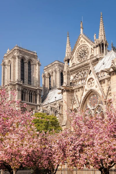 Paris Notre Dame Katedralen Med Blommade Trädet Frankrike — Stockfoto