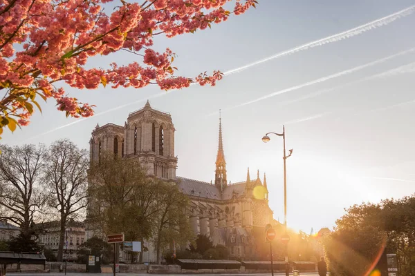 Parijs, Notre Dame kathedraal met lentebomen in Frankrijk — Stockfoto