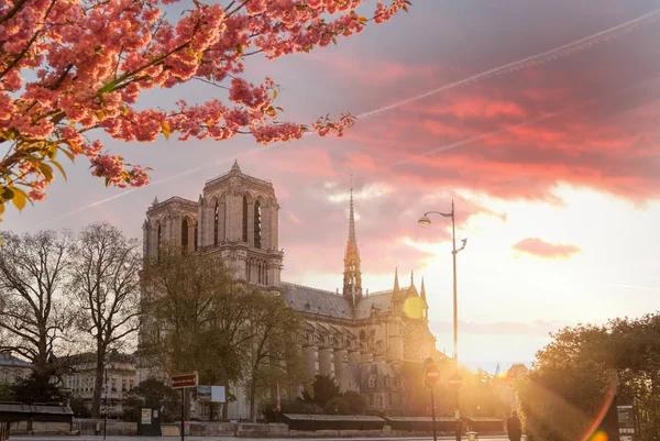 Parijs, Notre Dame kathedraal met lentebomen in Frankrijk — Stockfoto