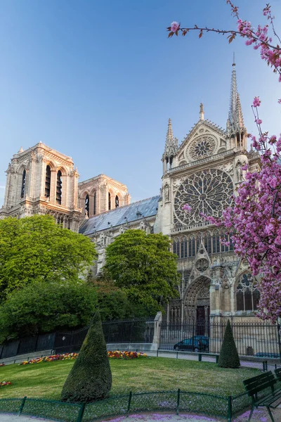 París, catedral de Notre Dame con árboles de primavera en Francia —  Fotos de Stock