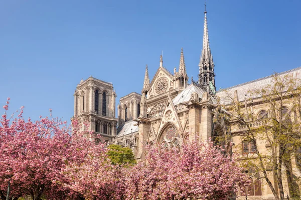 Parijs, Notre Dame kathedraal met lentebomen in Frankrijk — Stockfoto
