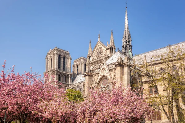 París, catedral de Notre Dame con árboles de primavera en Francia —  Fotos de Stock