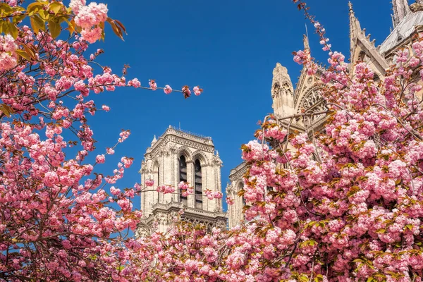 Paris, Notre Dame cathedral with spring trees in France — Stock Photo, Image