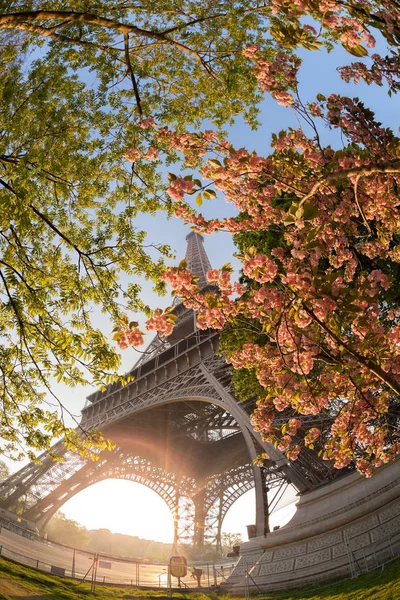 Eiffeltoren met bomen van de lente in Parijs, Frankrijk — Stockfoto