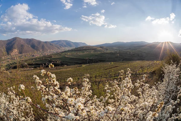 Panorama vesnice Weissenkirchen s řekou Dunaj během jarní doby ve Wachau, Rakousko — Stock fotografie