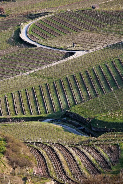 Wachau, Avusturya bölgesindeki bahar üzüm bağları — Stok fotoğraf