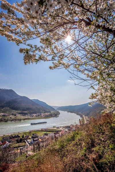 Hora de primavera em Wachau, aldeia de Spitz com barco no rio Danúbio, Áustria — Fotografia de Stock