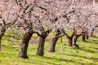 Wachau, Avusturya'da ilkbahar aylarında kayısı ağaçları