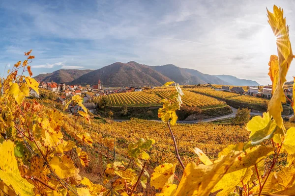 Знаменитая Деревня Вайсенкирхен Осенними Виноградниками Долине Вахау Австрия — стоковое фото