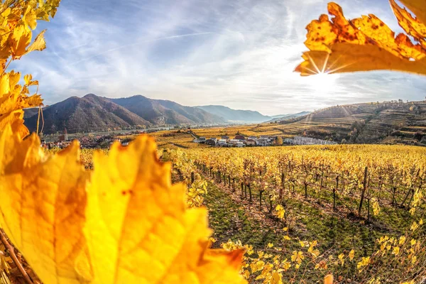 オーストリアのワハウ渓谷に秋のブドウ畑がある有名なヴァイセンキルヒェン村 — ストック写真