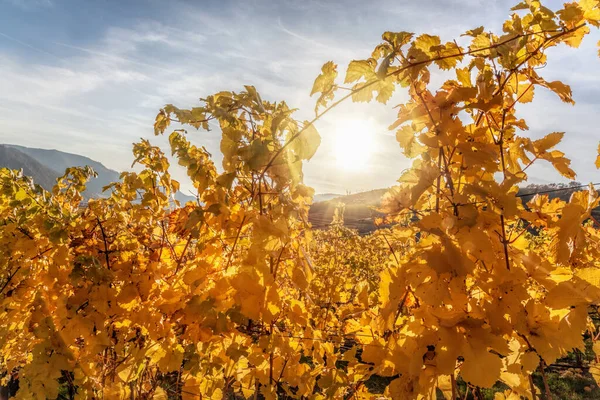 Vineyard Golden Sunset Autumn Wachau Austria — Stock Photo, Image