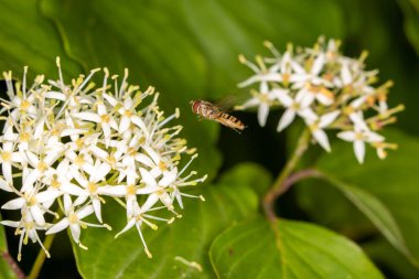 Vurgulu karıncayı beyaz çiçekler bir grup başlığı