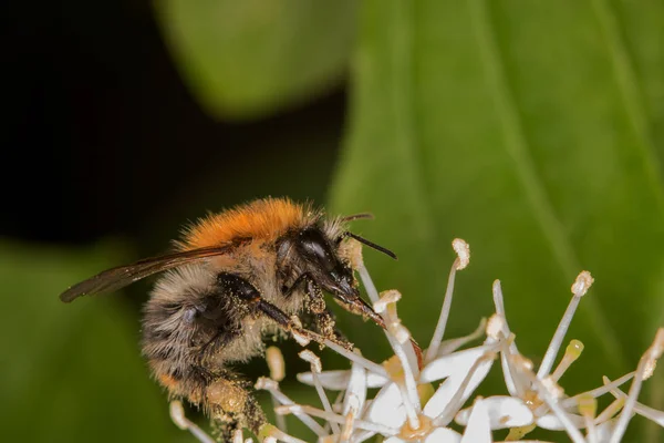 Bumblebee Full Pollen Licking Nectar — Stock Photo, Image