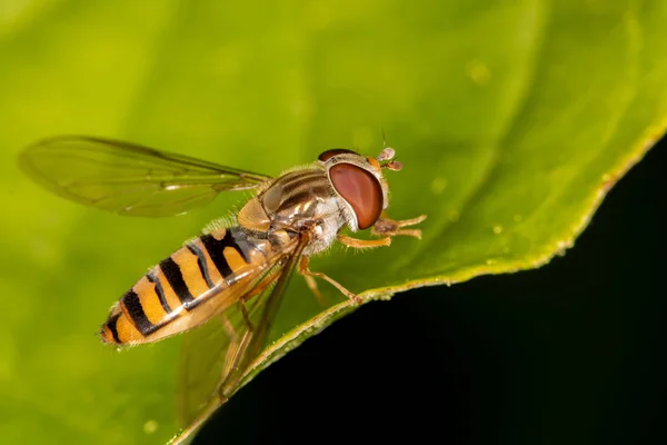 Närbild Titta Hover Fluga — Stockfoto