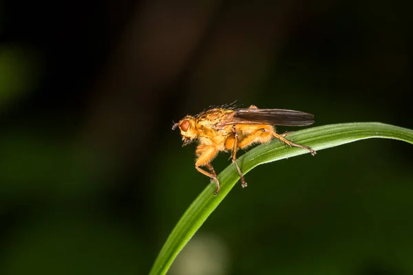 Una Gran Mosca Flotando Sentada Una Hoja Mira Cerca —  Fotos de Stock