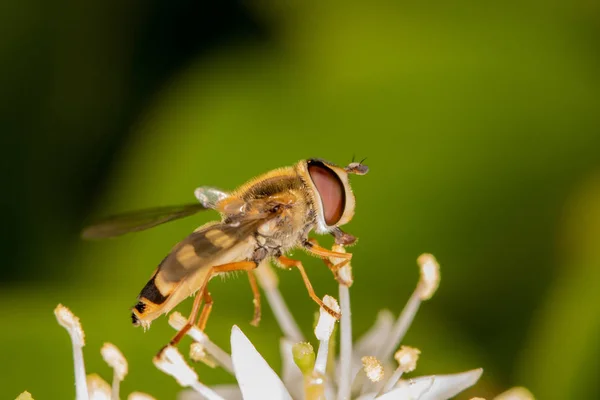 A hover fly sitting on a white flower