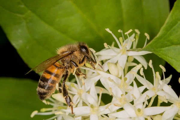 Ett Som Full Pollen Samlar Nektar — Stockfoto