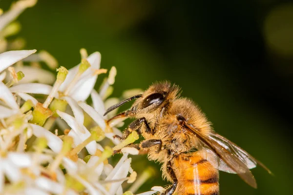 Macro Primer Plano Abeja Llena Néctar Colector Polen —  Fotos de Stock