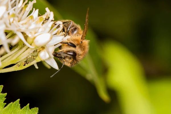 Una Abeja Llena Polen Recolectando Néctar —  Fotos de Stock