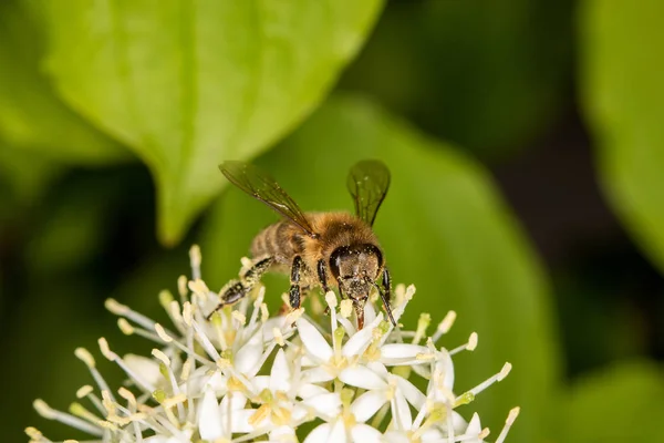 Una Abeja Llena Polen Recolectando Néctar —  Fotos de Stock