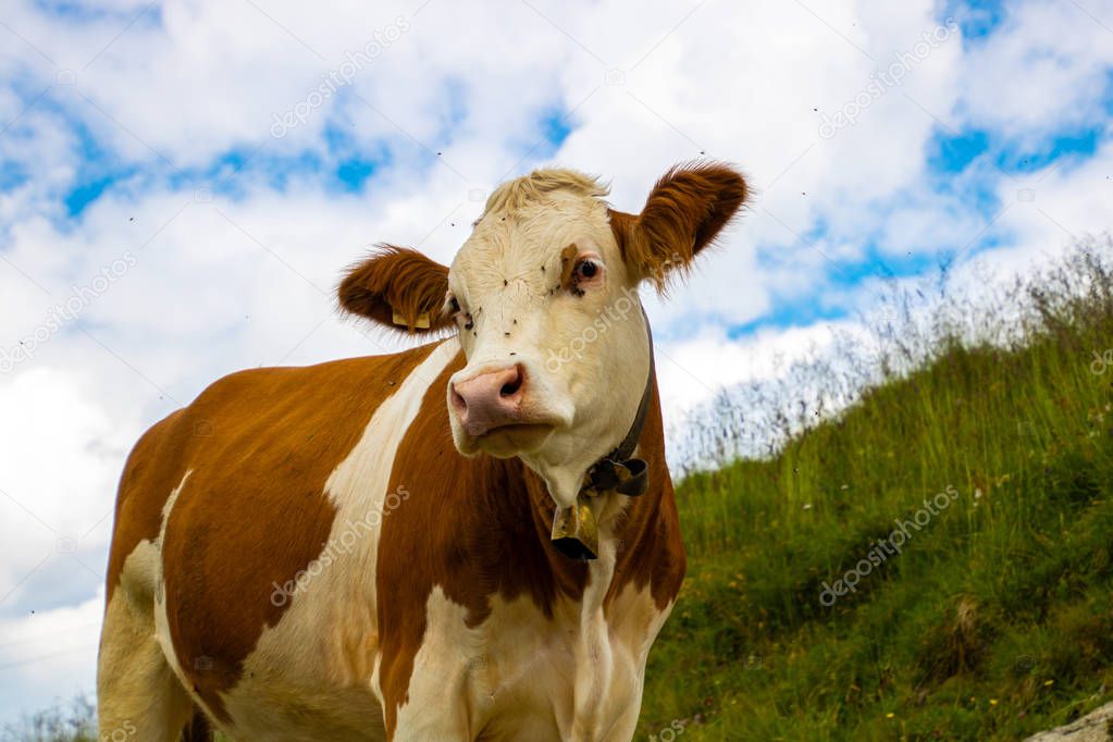 Curious brown-white cow in the austrian alps with cloudy sky