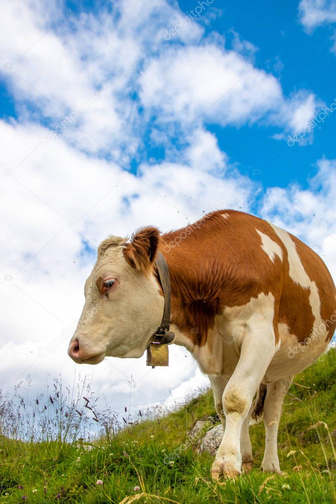 Curious brown-white cow in the austrian alps with cloudy sky