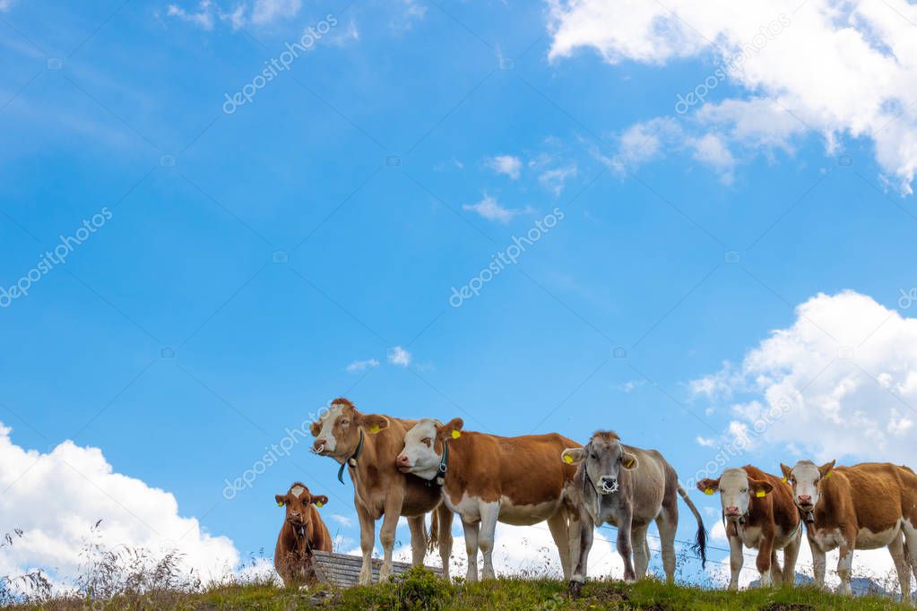 Six cows on a green meadow in the austrian alps with blue sky