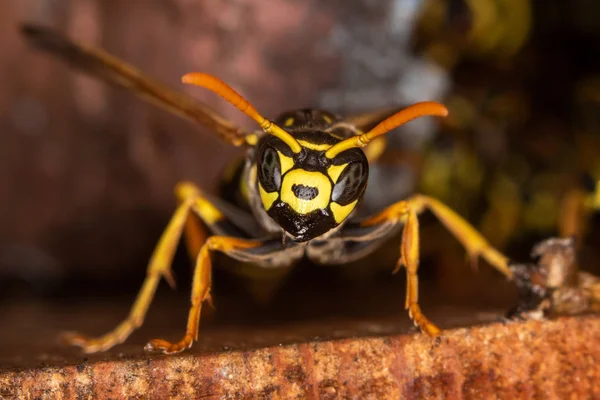 Potrait Field Wasp Close Look Vespa Olhando Para Câmera — Fotografia de Stock