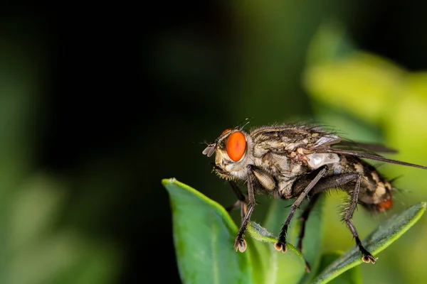 Vista Ravvicinata Una Mosca Casa Seduta Una Foglia Verde — Foto Stock