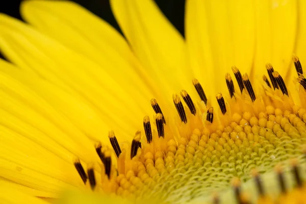 Close View Yellow Sunflower Black Background — Stock Photo, Image