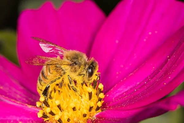 Een Honingbij Vanaf Zijkant Met Stuifmeel Verzamelen Van Nectar Een — Stockfoto