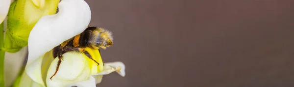Hummel Einer Weißen Blume Beim Nektarsammeln Grauer Hintergrund Mit Leerraum — Stockfoto