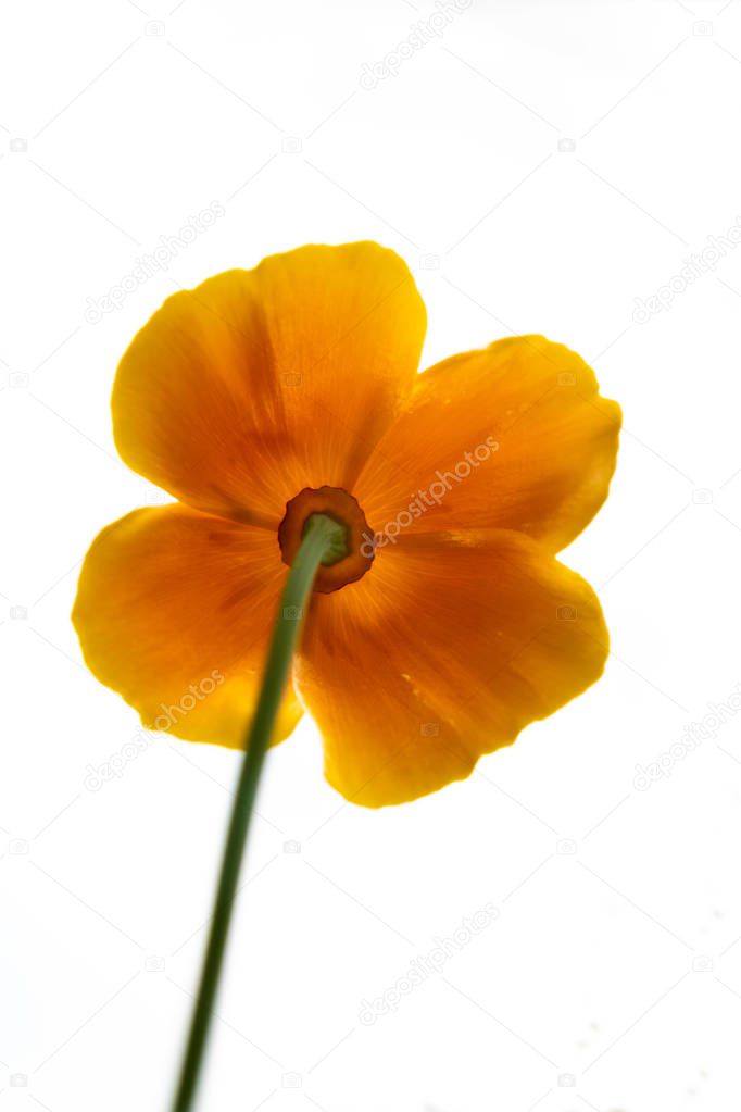 View from the bottom to a yellow california poppy - white background