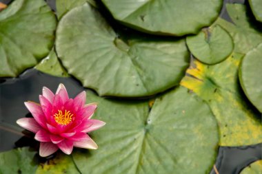 Pembe su lilly bulanık arka plan ile bir gölde