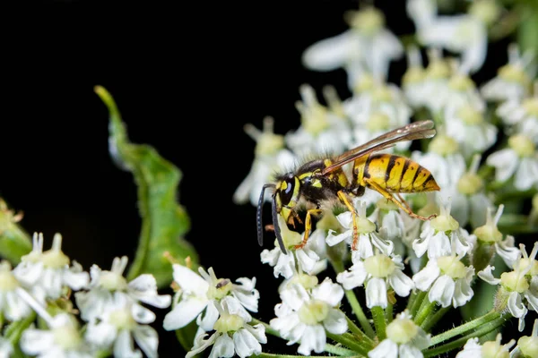 Una Avispa Sobre Una Flor Blanca Con Fondo Negro —  Fotos de Stock